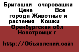 Бриташки - очаровашки.  › Цена ­ 3 000 - Все города Животные и растения » Кошки   . Оренбургская обл.,Новотроицк г.